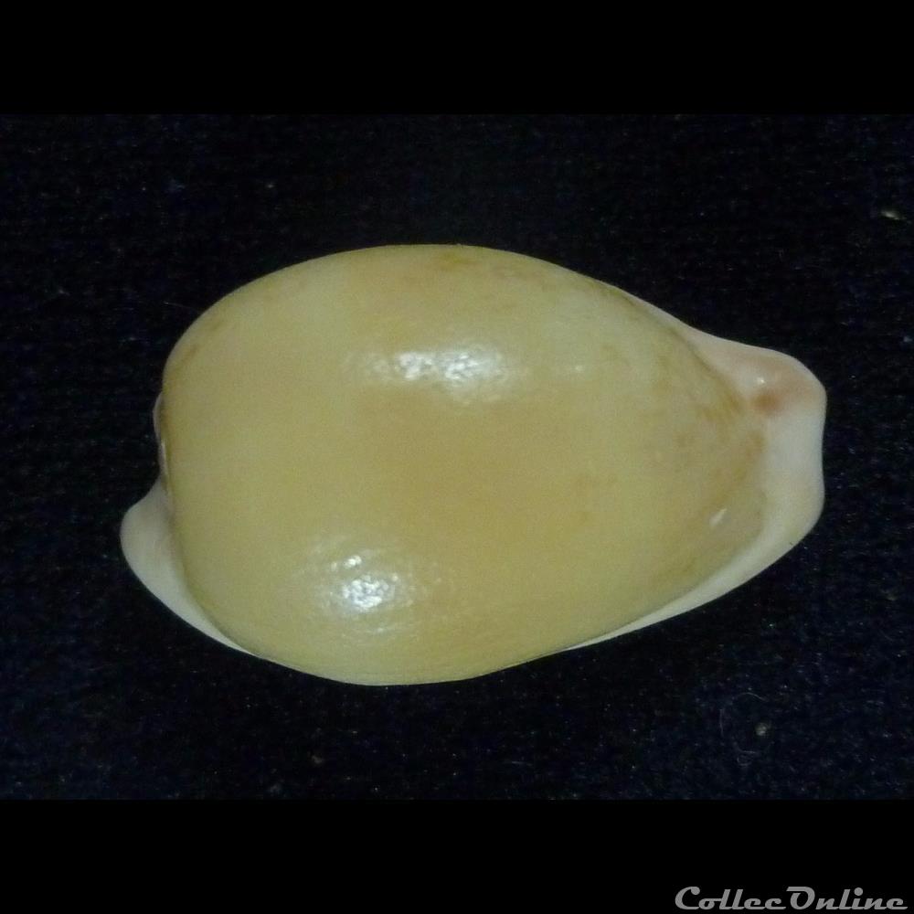 cohenae coquillages fossiles gastropoda cohenae