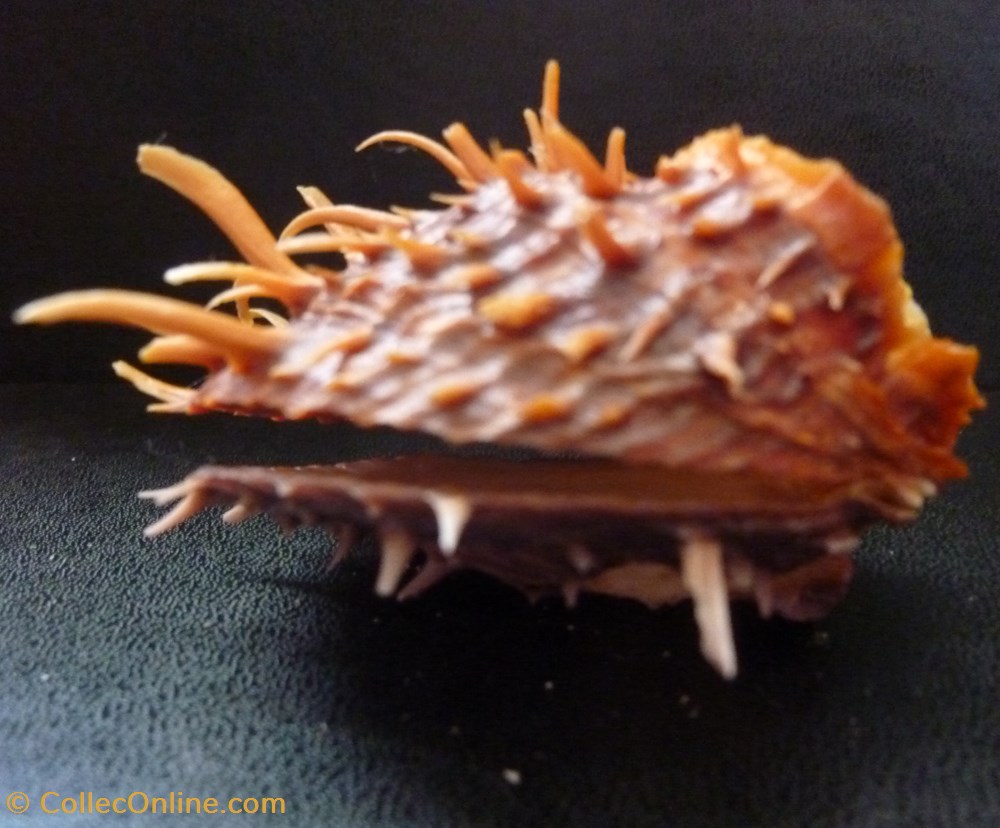 coquillages fossiles bivalvia cuneus