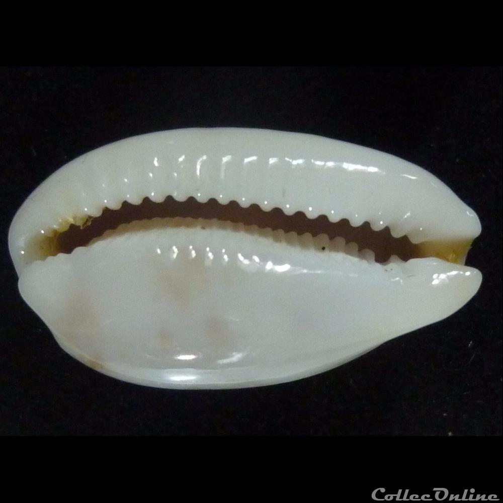 coquillages fossiles gastropoda pelluscens nv alisonae