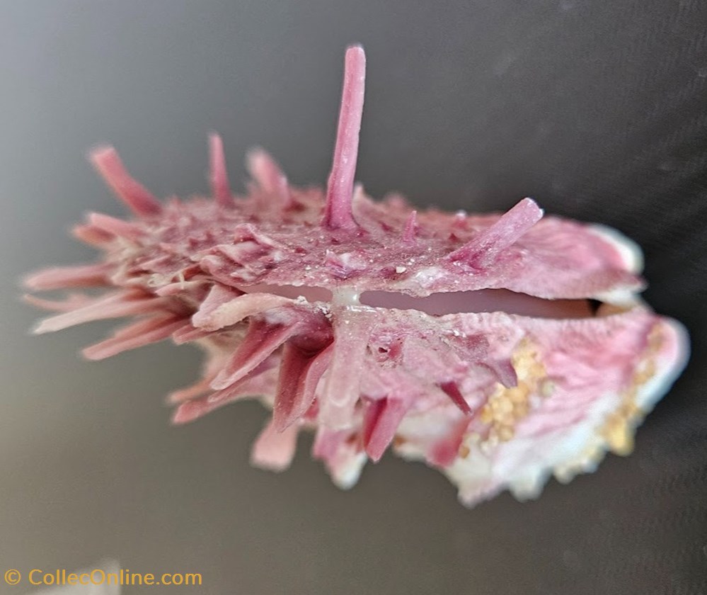 coquillages fossiles bivalvia gaedoporus