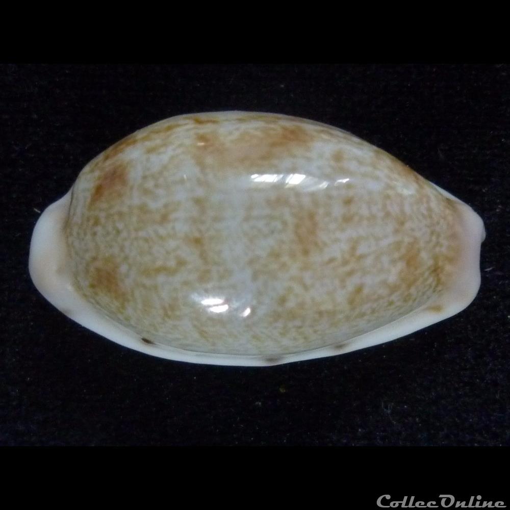coquillages fossiles gastropoda pelluscens pelluscens