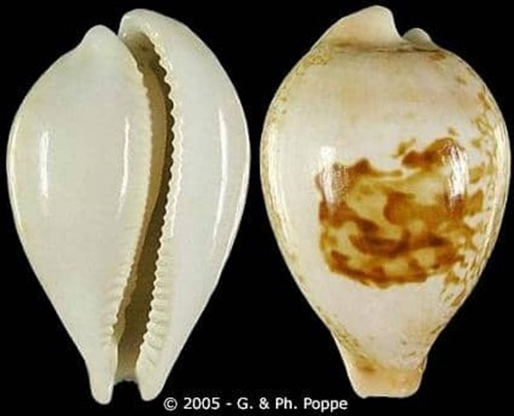 coquillages fossiles hirasei nv queenslandica