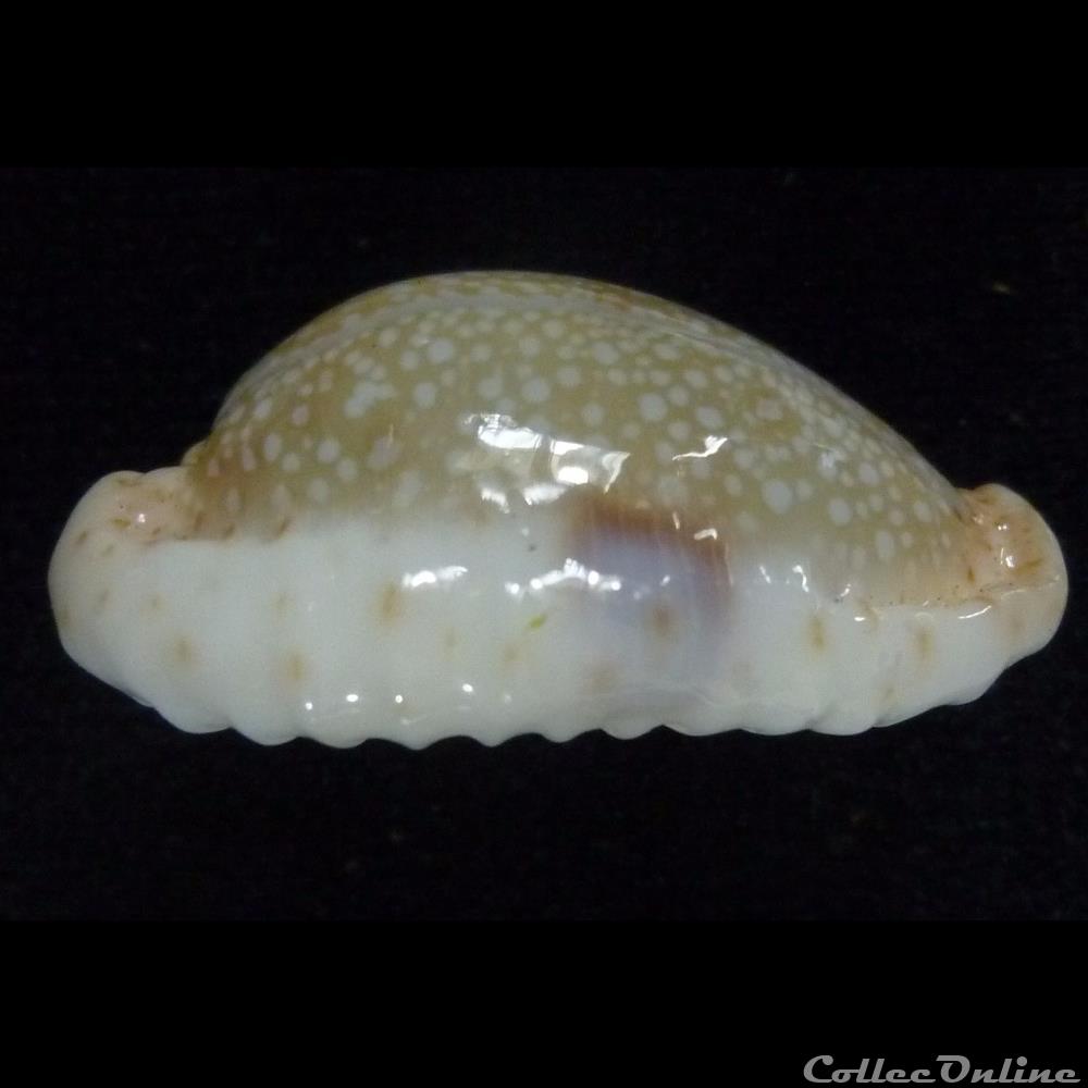 coquillages fossiles gastropoda erosa chlorizans nv lactescens