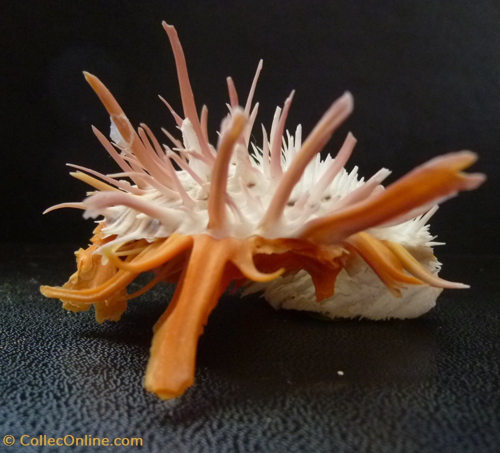 versicolor 2 coquillages fossiles bivalvia versicolor