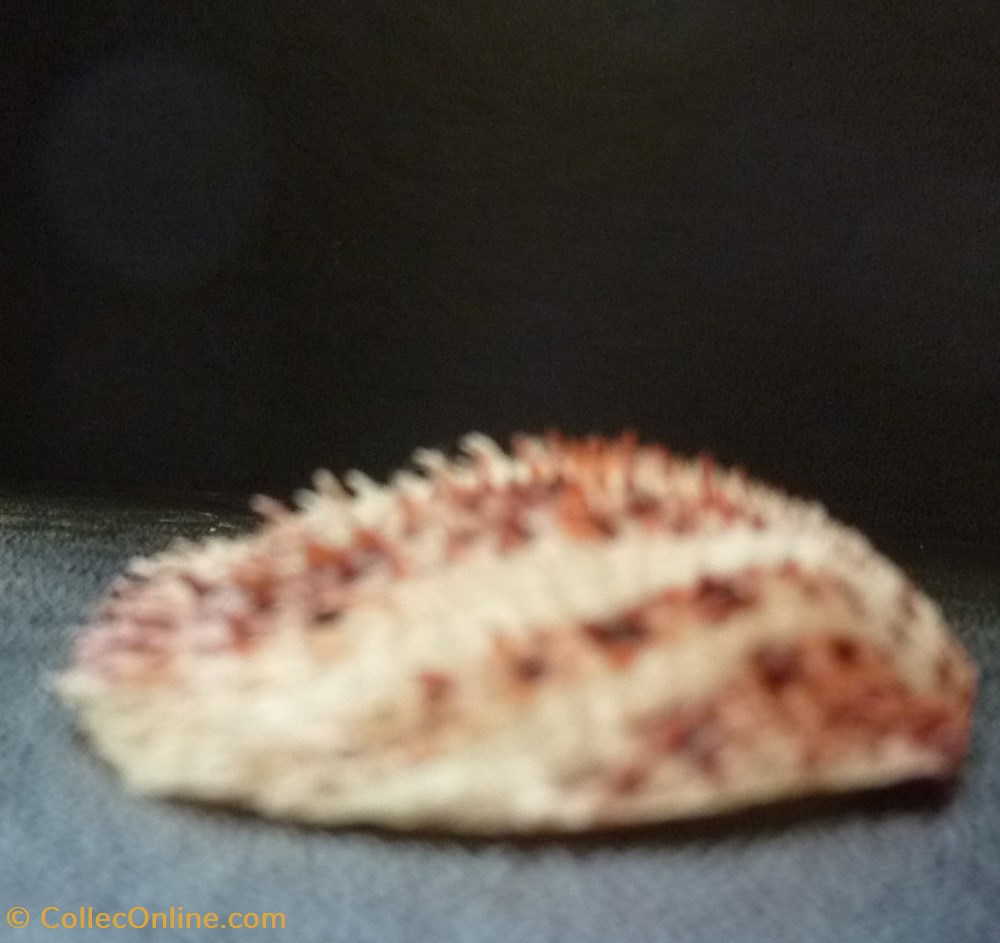 nicobaricus 2 coquillages fossiles bivalvia nicobaricus