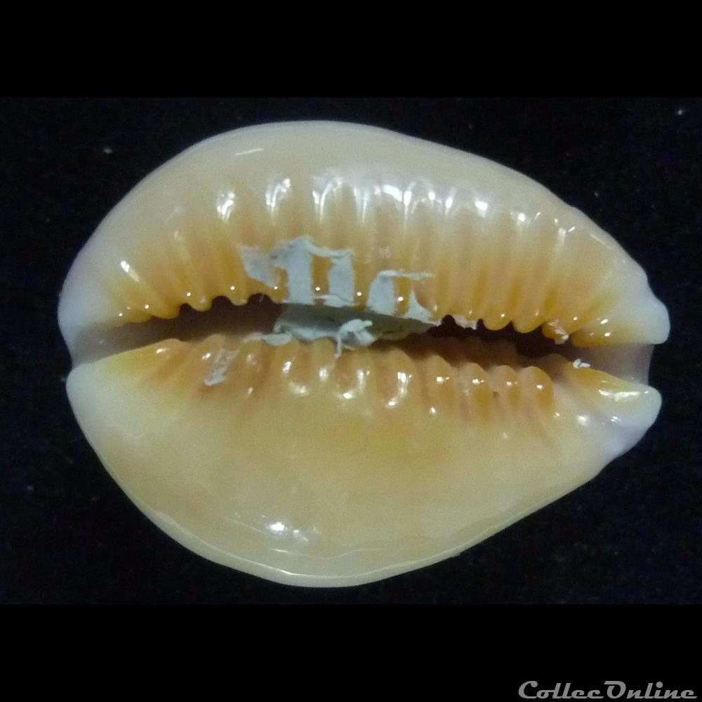 coquillages fossiles gastropoda helvola hawaiensis