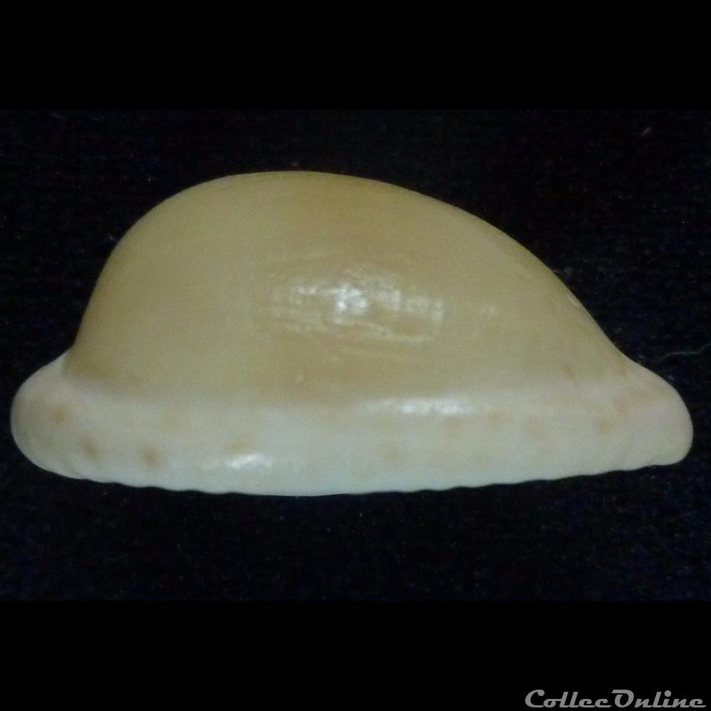 cohenae 3 coquillages fossiles gastropoda cohenae