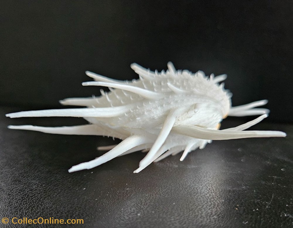 imperialis 2 coquillages fossiles bivalvia imperialis