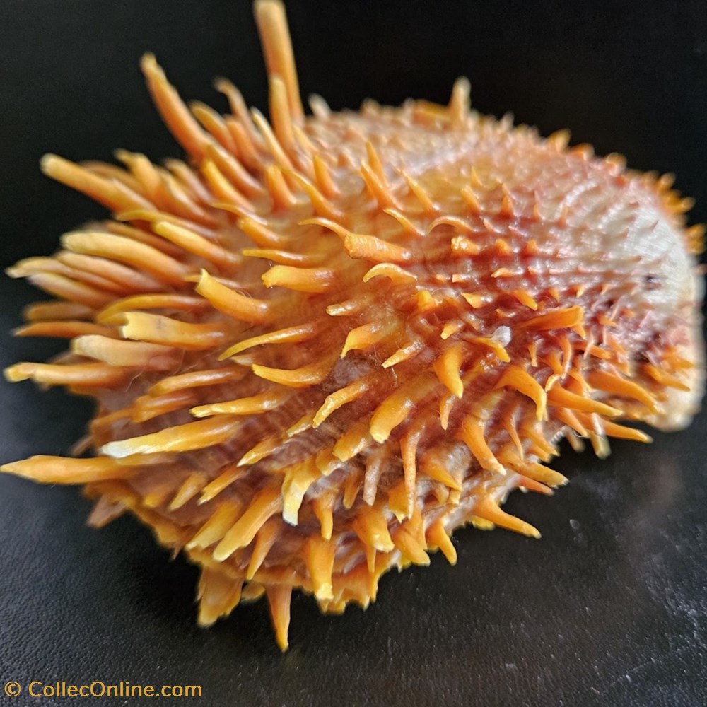 zonalis 3 coquillages fossiles bivalvia zonalis