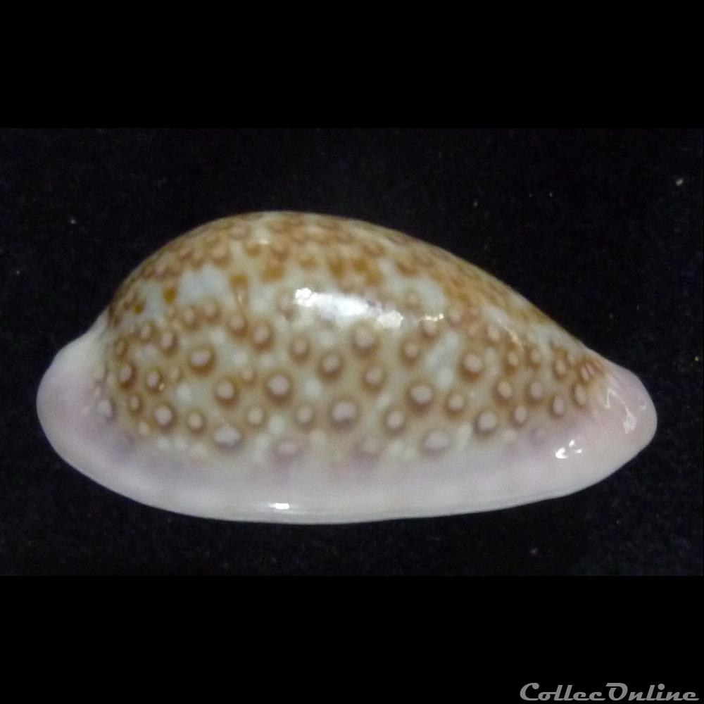 albuginosa 3 coquillages fossiles gastropoda albuginosa