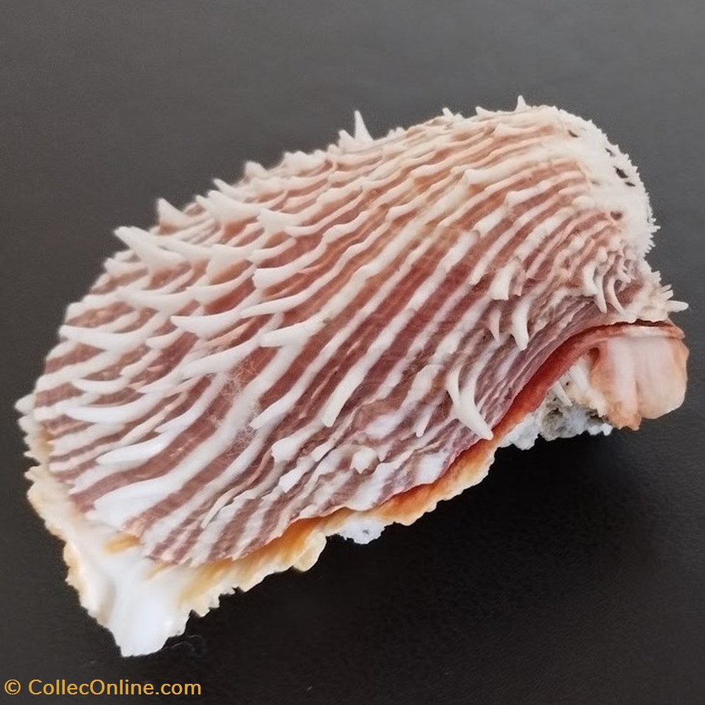 cuneus 3 coquillages fossiles bivalvia cuneus