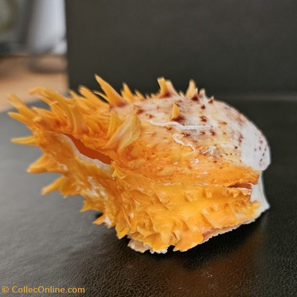 coquillages fossiles bivalvia croceus