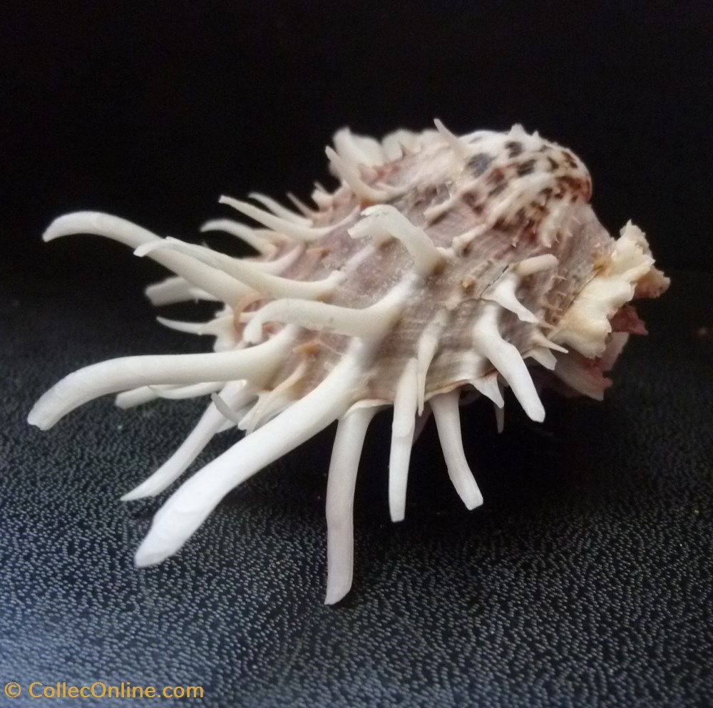 zonalis 3 coquillages fossiles bivalvia zonalis