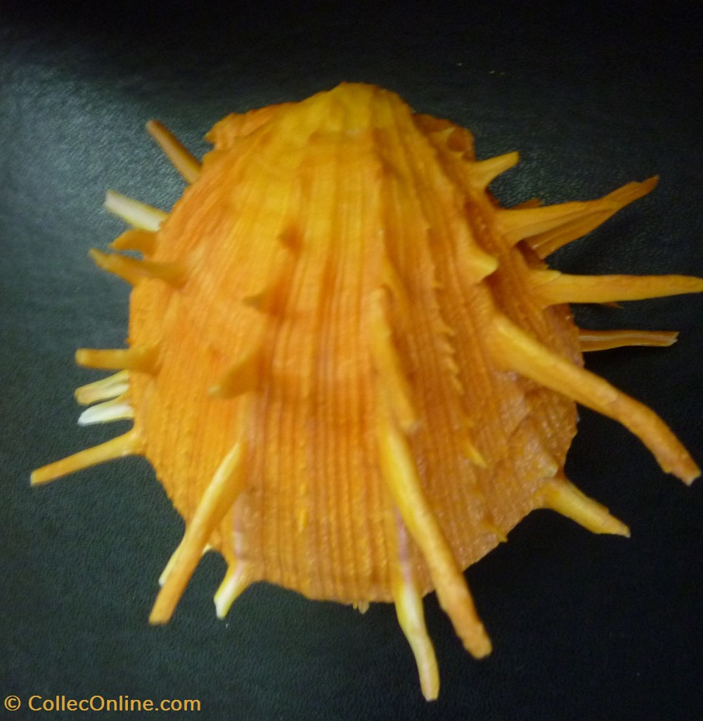 regius coquillages fossiles bivalvia regius