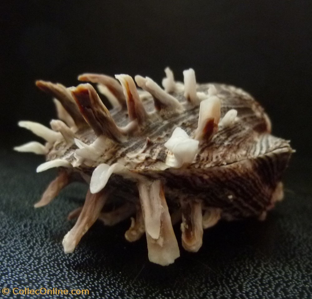 squamosus 2 coquillages fossiles bivalvia squamosus