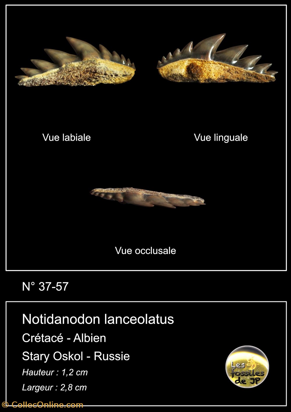 Notidanodon Lanceolatus Coquillages Fossiles