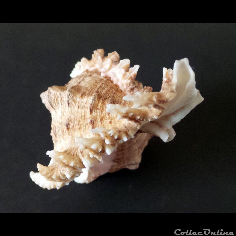 coquillage fossile gastropodum chicoreus ramosus