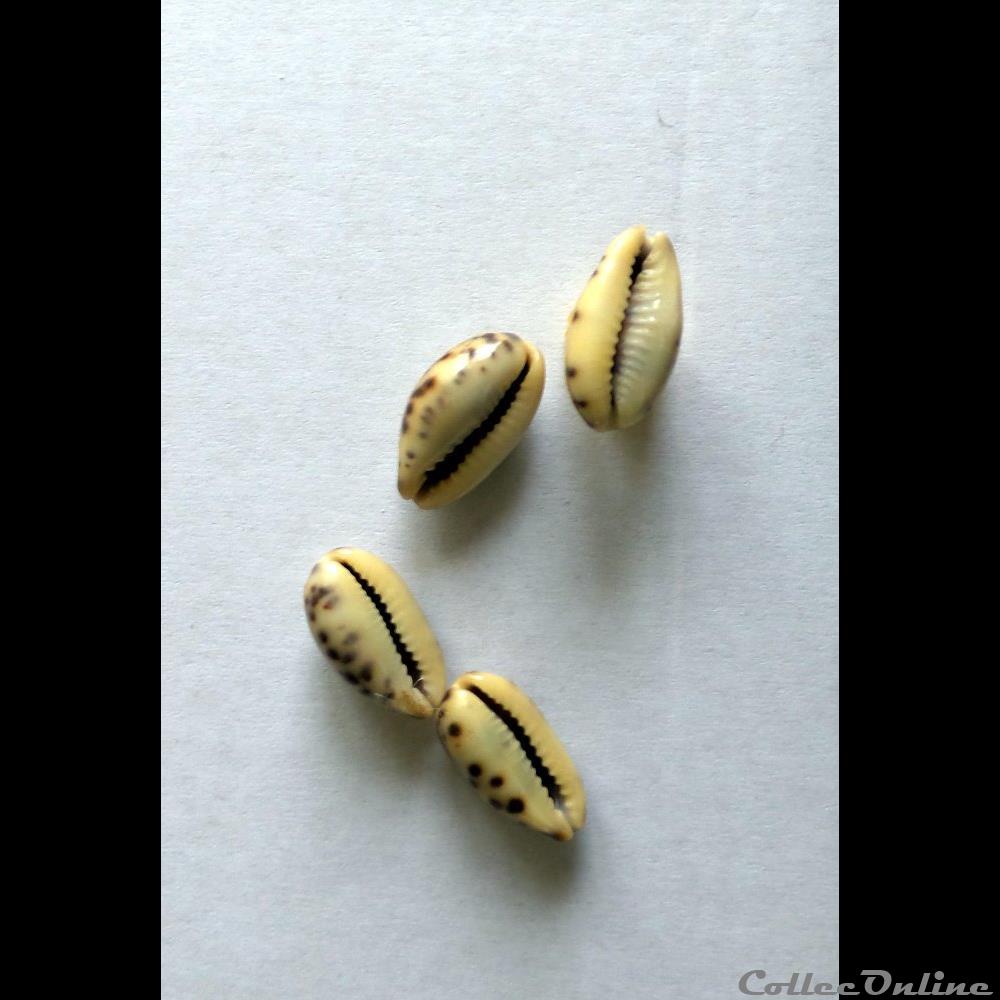 coquillage fossile gastropodum cypraea melicerona felina