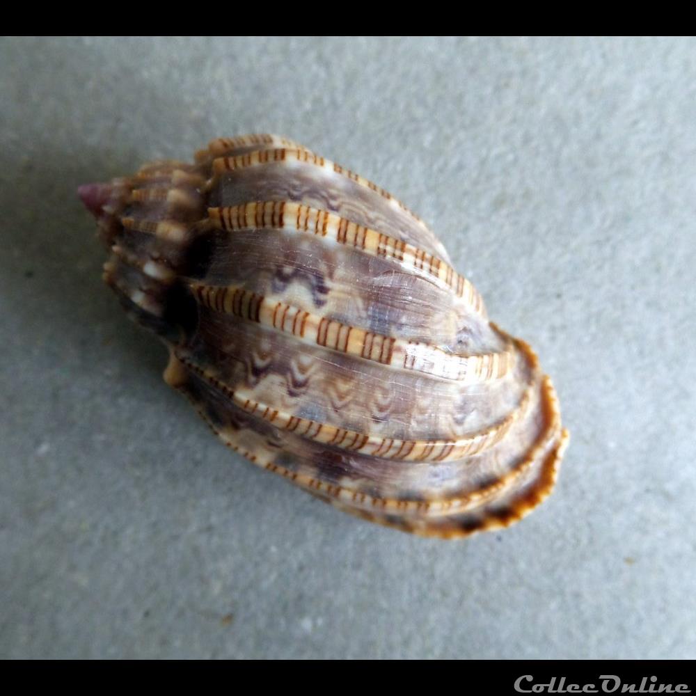 coquillage fossile gastropodum harpa amouretta roding 1798