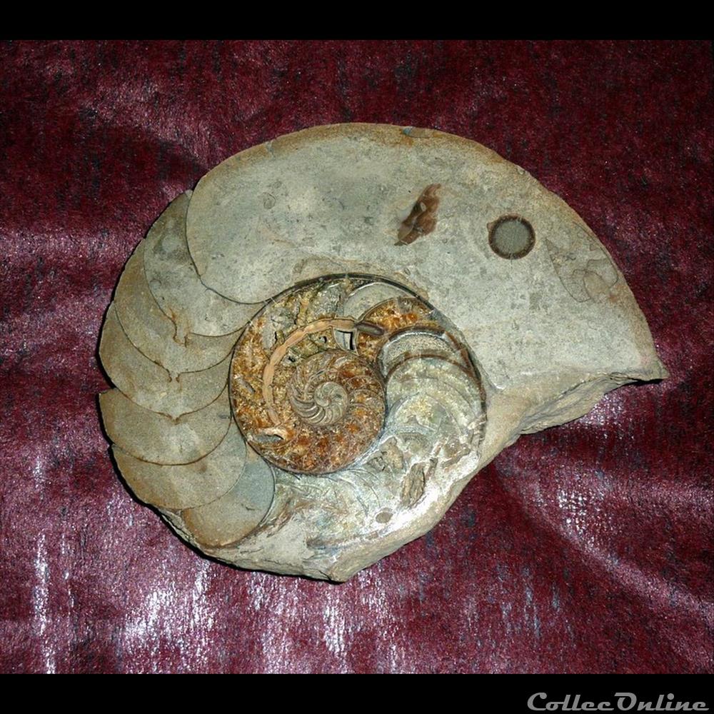 AMMONITE - 3 coquillage fossile gastropodum ammonite