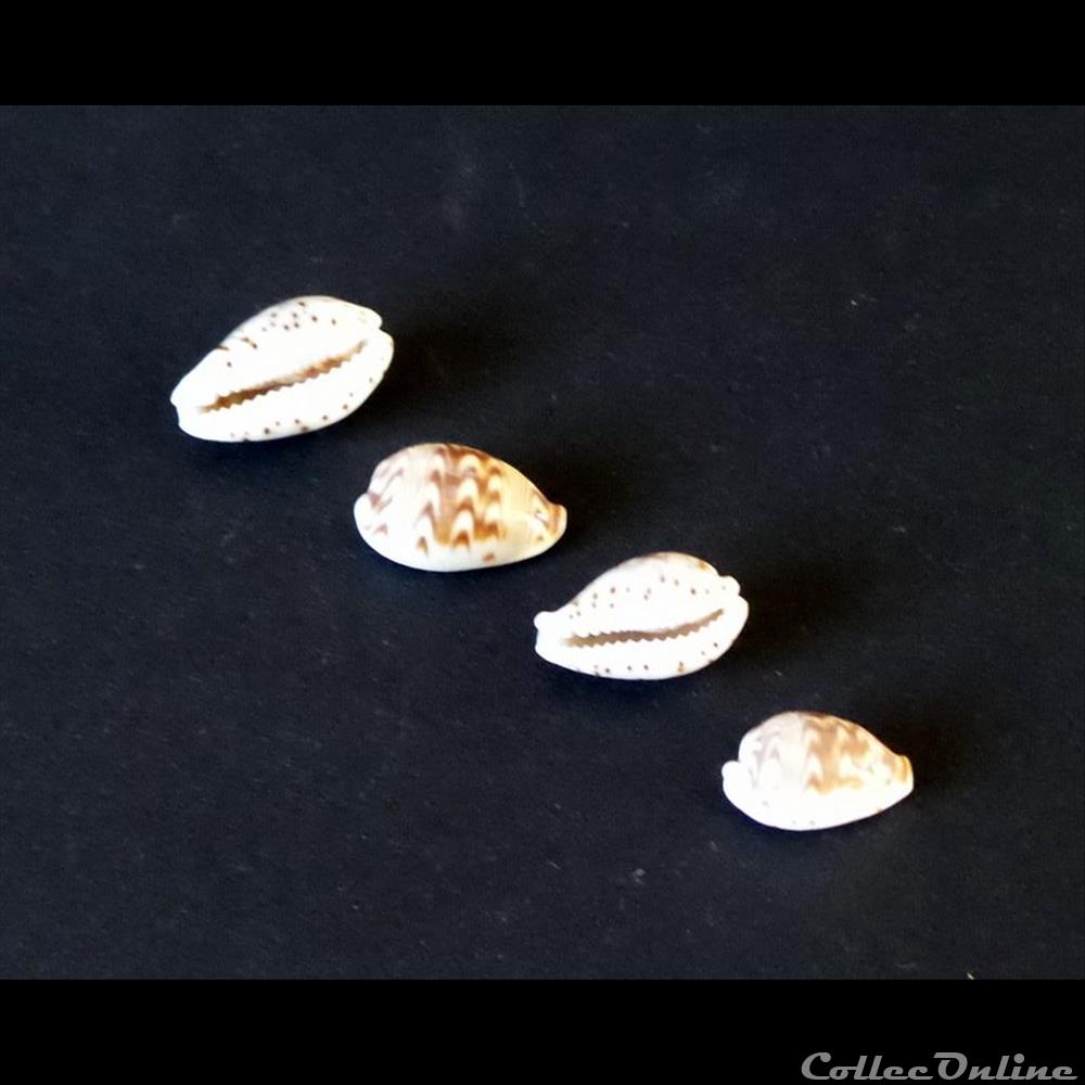 coquillage fossile gastropodum cipraea diluculum diluculum
