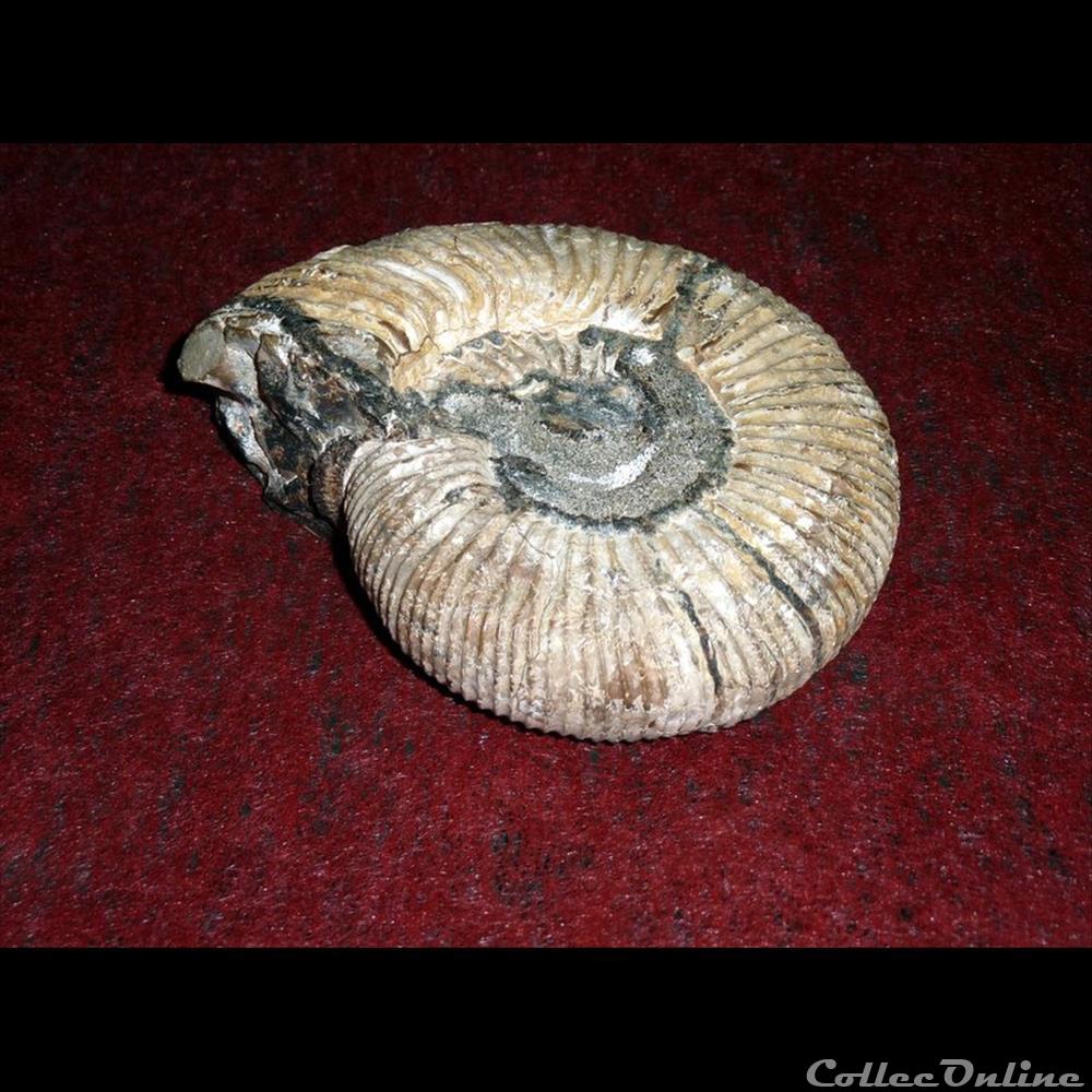 Ammonite Pleuroceras Spinatum Shells Fossils Fossils