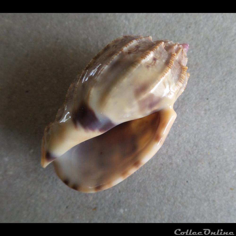 coquillage fossile gastropodum harpa amouretta roding 1798