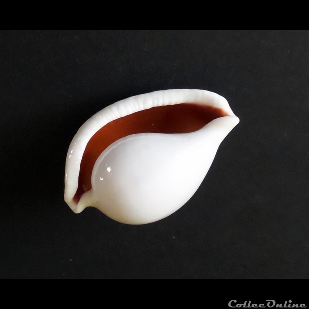 coquillage fossile gastropodum ovula ovum