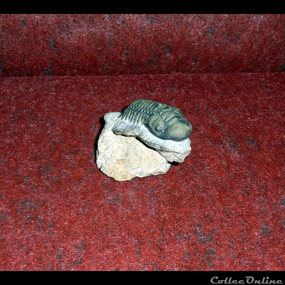 TRILOBITE - Arthropodes marins coquillage fossile gastropodum trilobite arthropodes marins