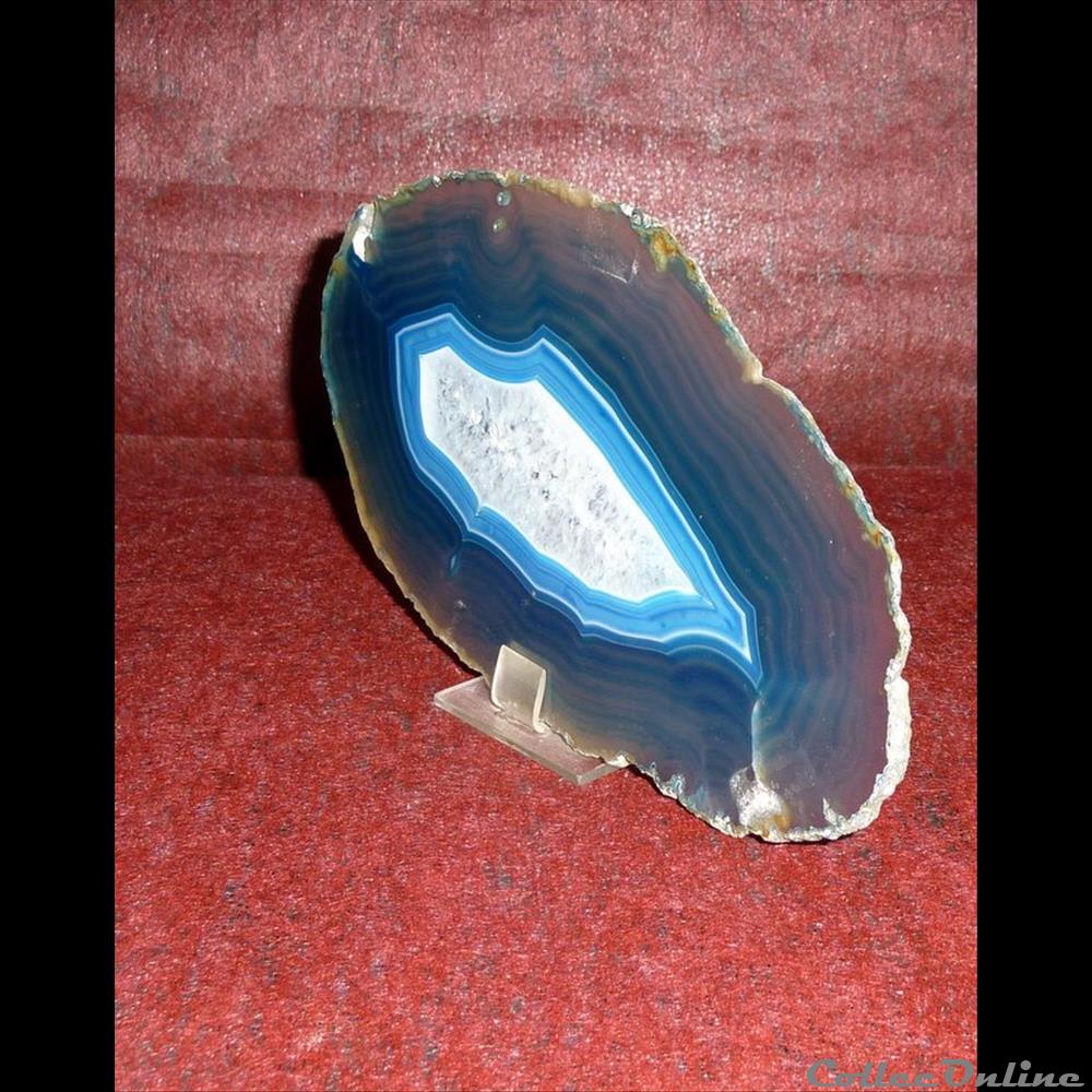 AGATE coquillage fossile gastropodum agate