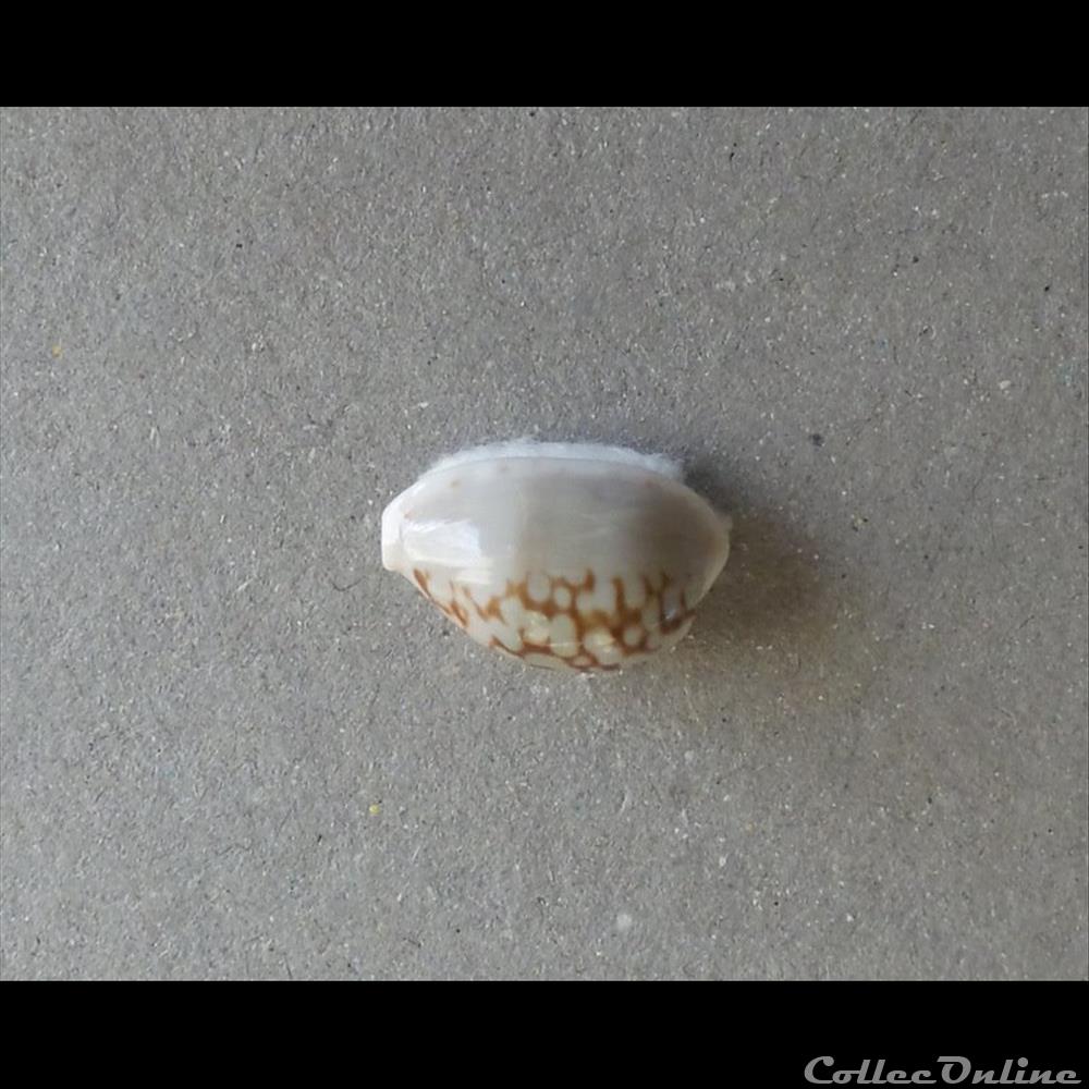 coquillage fossile gastropodum cypraea cribrarula esontropia francescoi