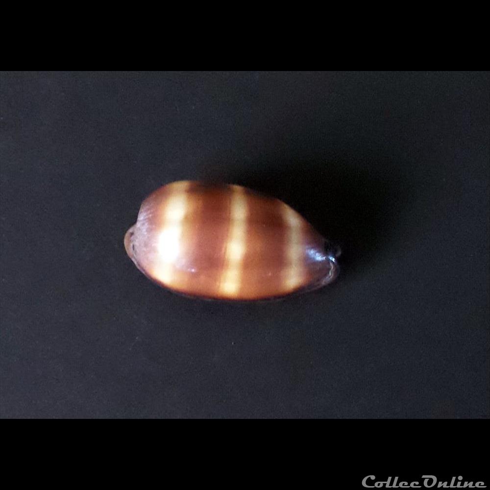 Cypraea TALPARIA TALPA coquillage fossile gastropodum cypraea talparia talpa