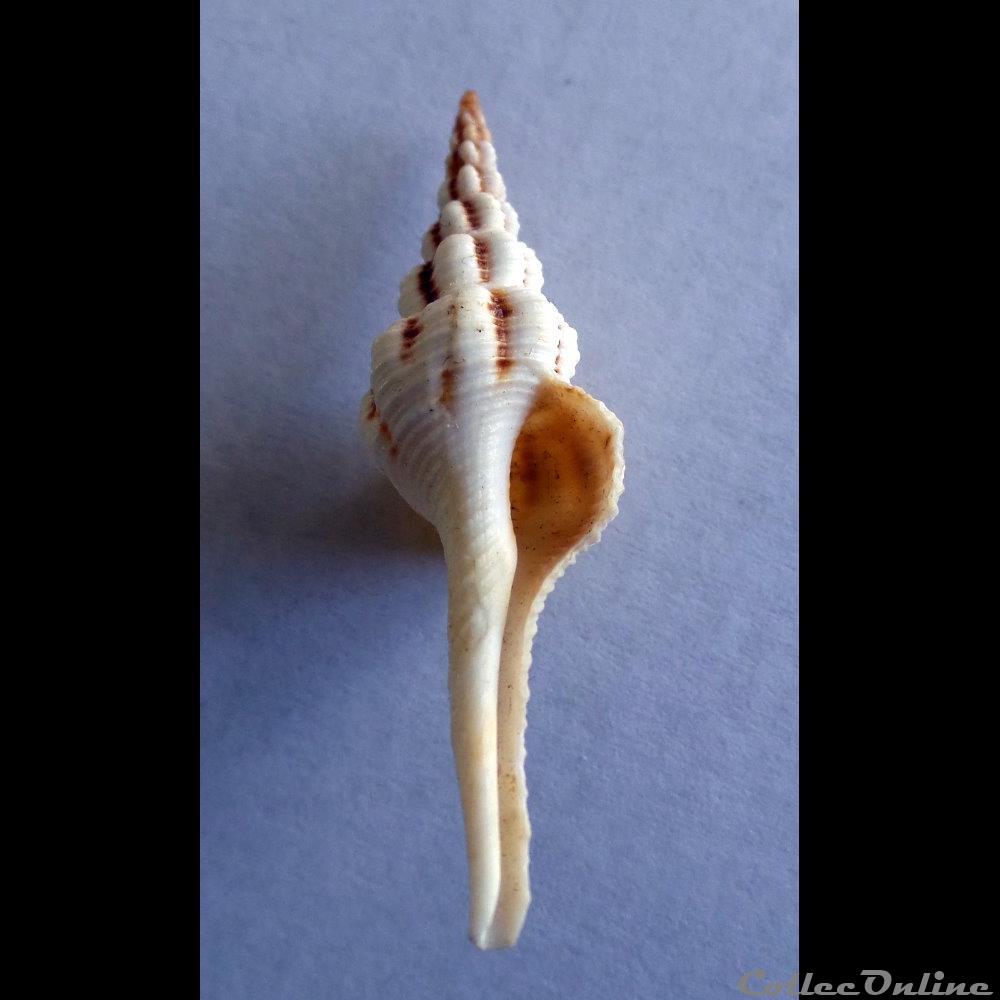 coquillage fossile gastropodum fusinus colus