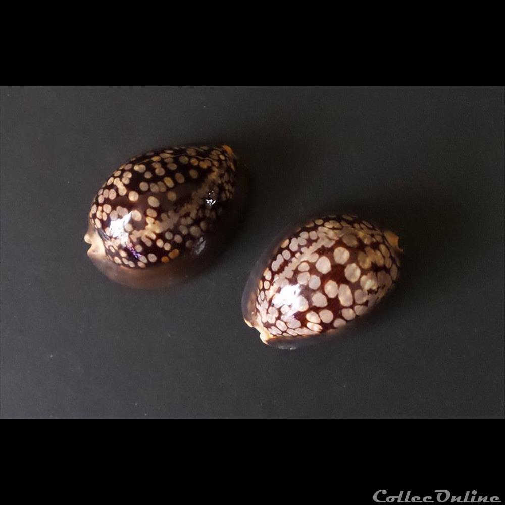 coquillage fossile gastropodum mauritia mauritiana
