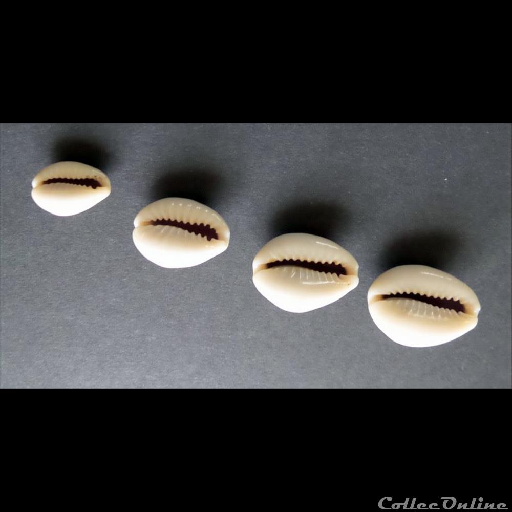 coquillage fossile gastropodum cypraea annulus