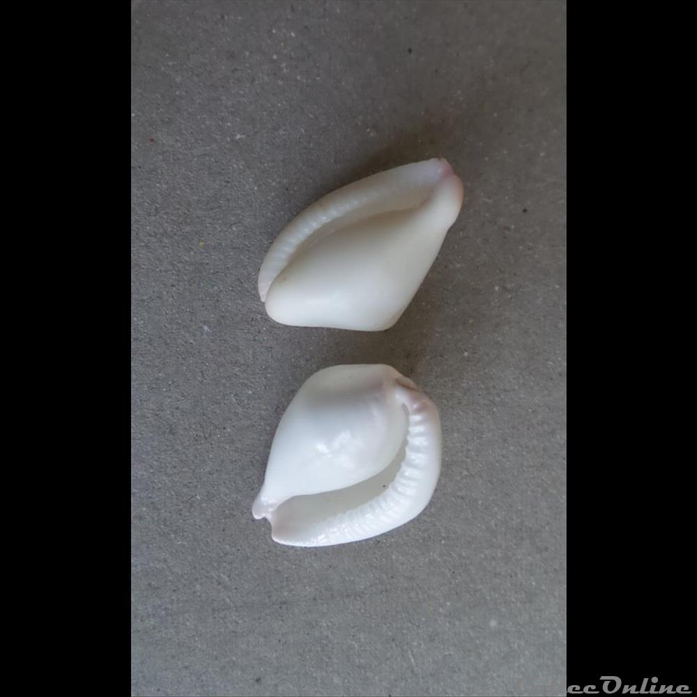 coquillage fossile gastropodum calpurnus verrucosus