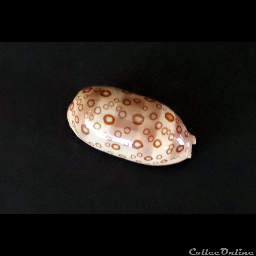 coquillage fossile gastropodum cypraea lyncina argus argus