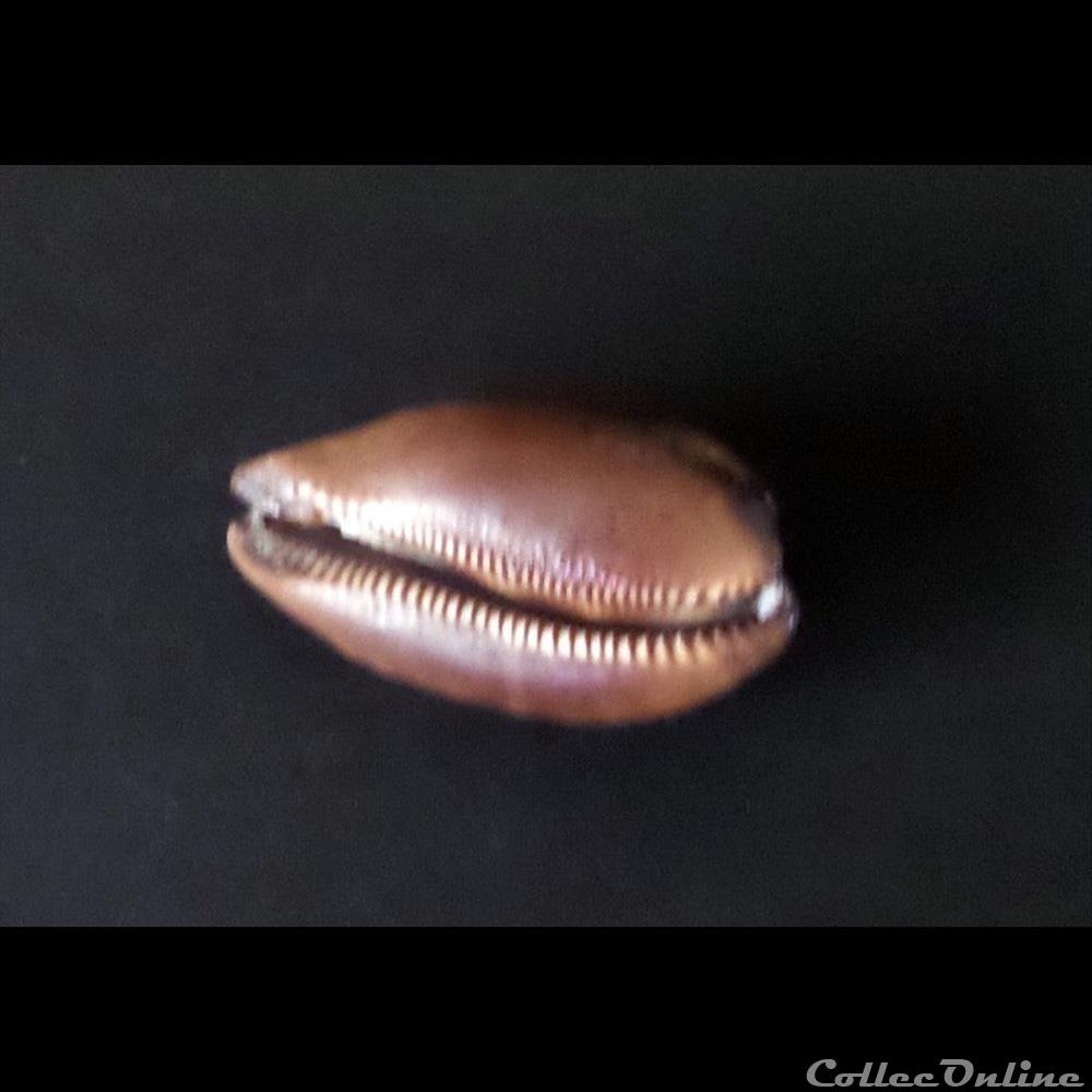 Cypraea TALPARIA TALPA 3 coquillage fossile gastropodum cypraea talparia talpa