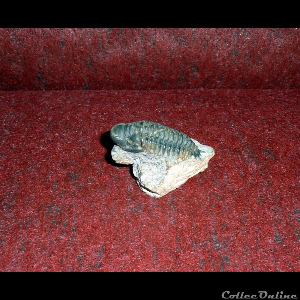 TRILOBITE - Arthropodes marins coquillage fossile gastropodum trilobite arthropodes marins