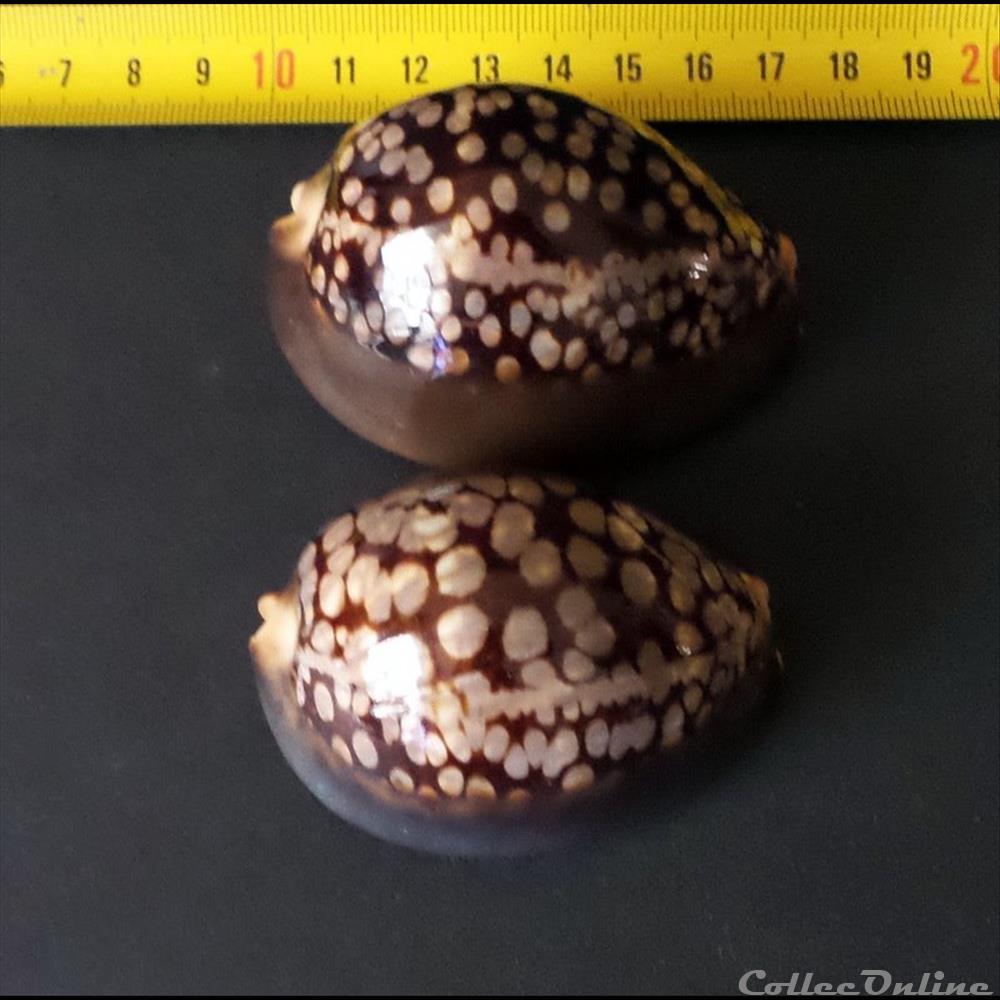 coquillage fossile gastropodum mauritia mauritiana