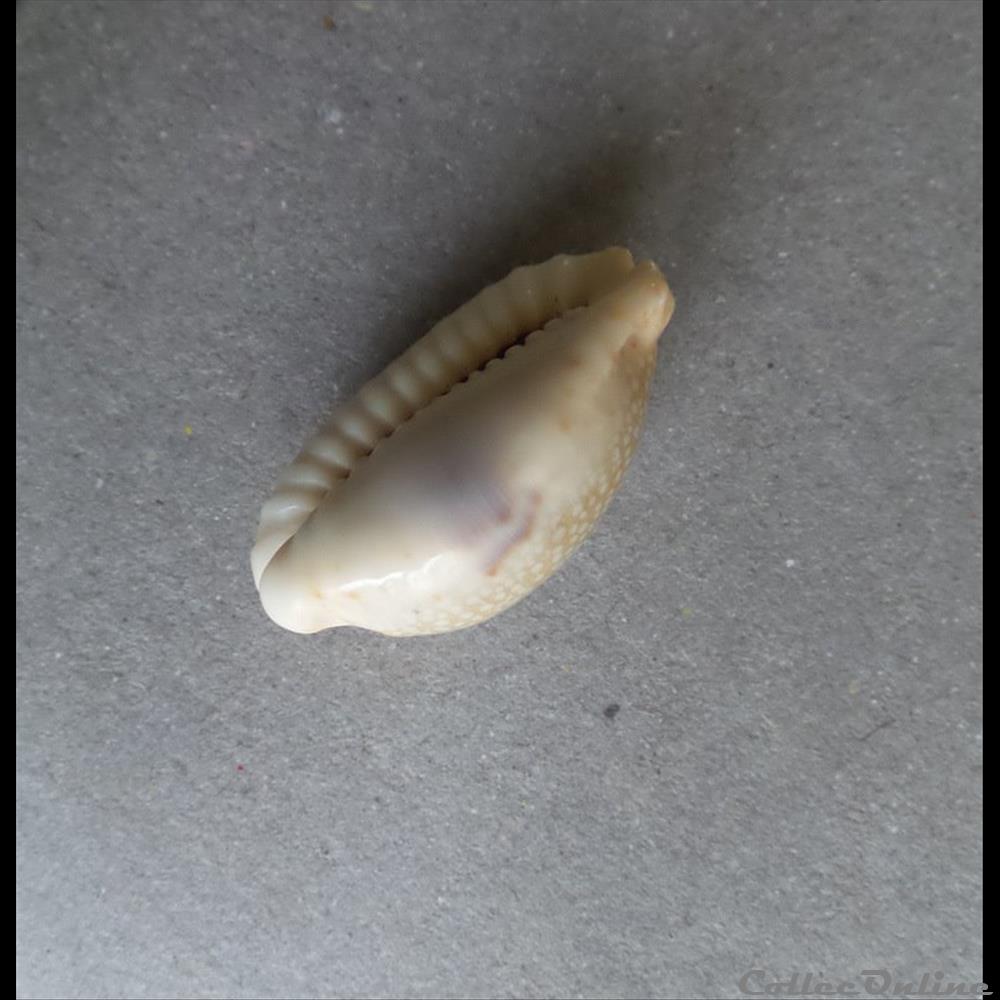coquillage fossile gastropodum cypraea erosaria erosa