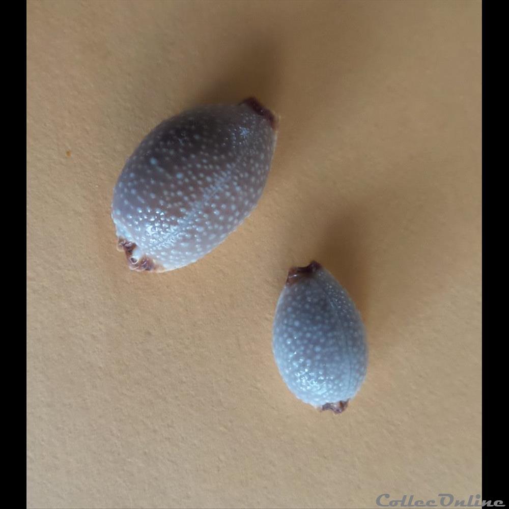 coquillage fossile gastropodum cypraea staphylaea staphylaea laevigata