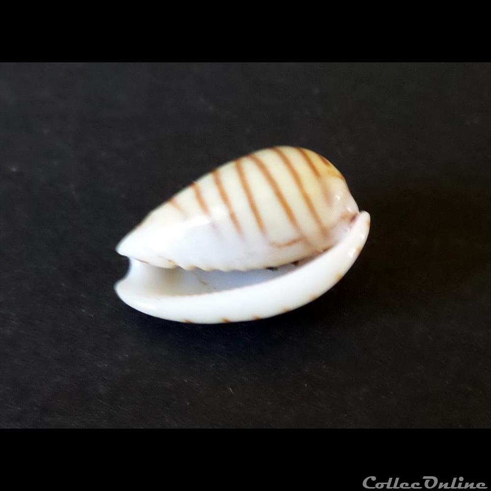 coquillage fossile gastropodum cypraea persicula cingulata