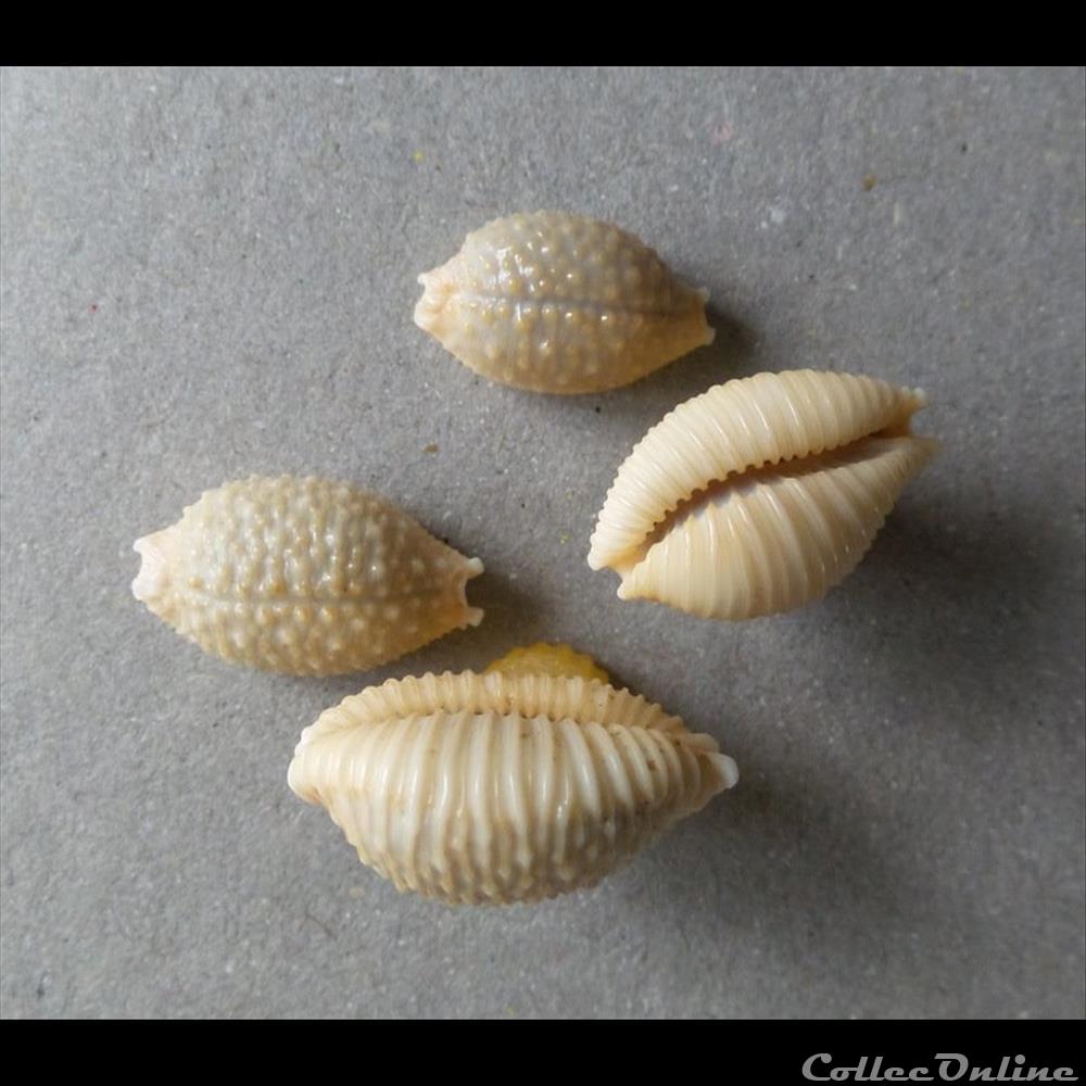 Cypraea Nucleolaria nucleus nucleus 3 coquillage fossile gastropodum cypraea nucleolaria nucleus nucleus