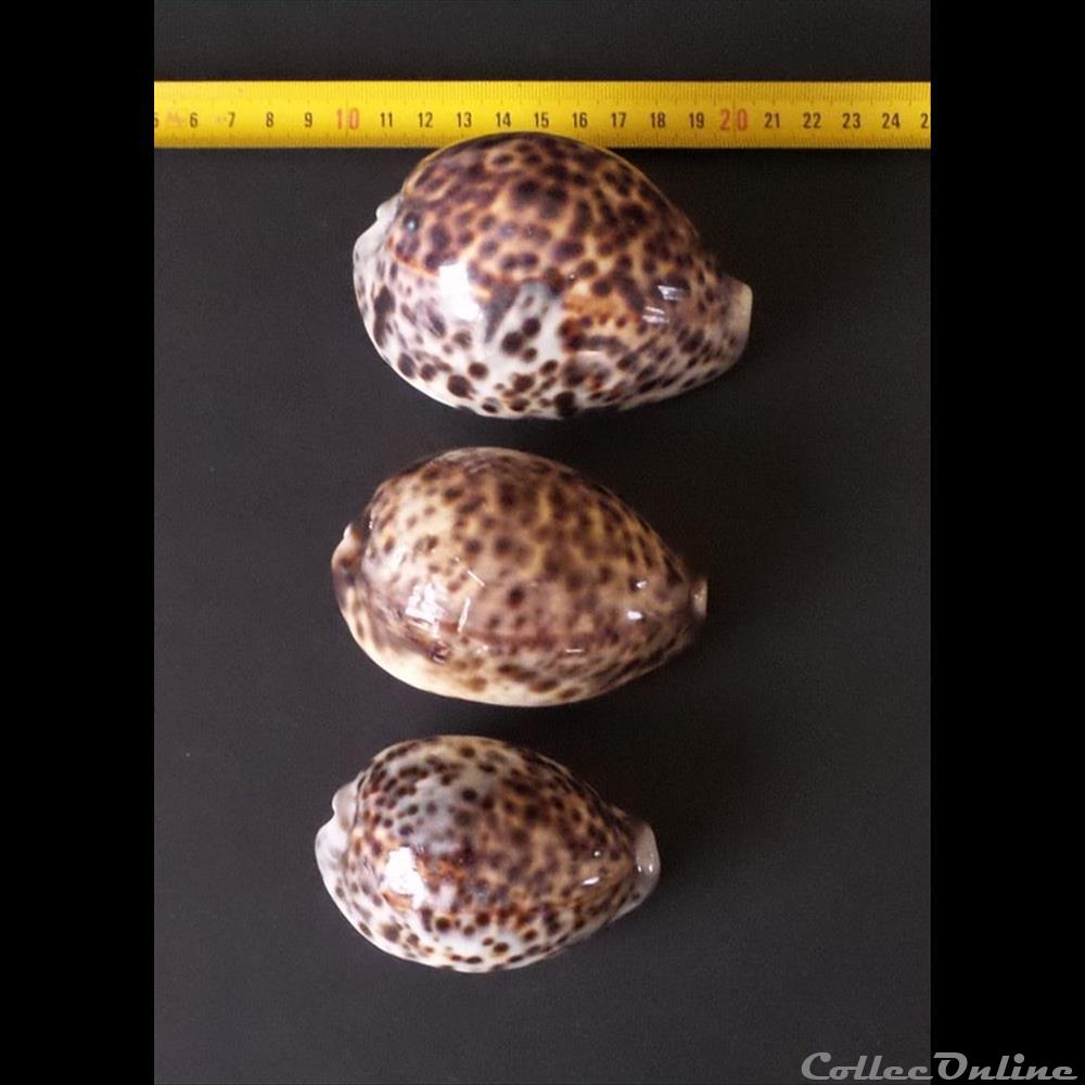 coquillage fossile gastropodum cypraea tigris