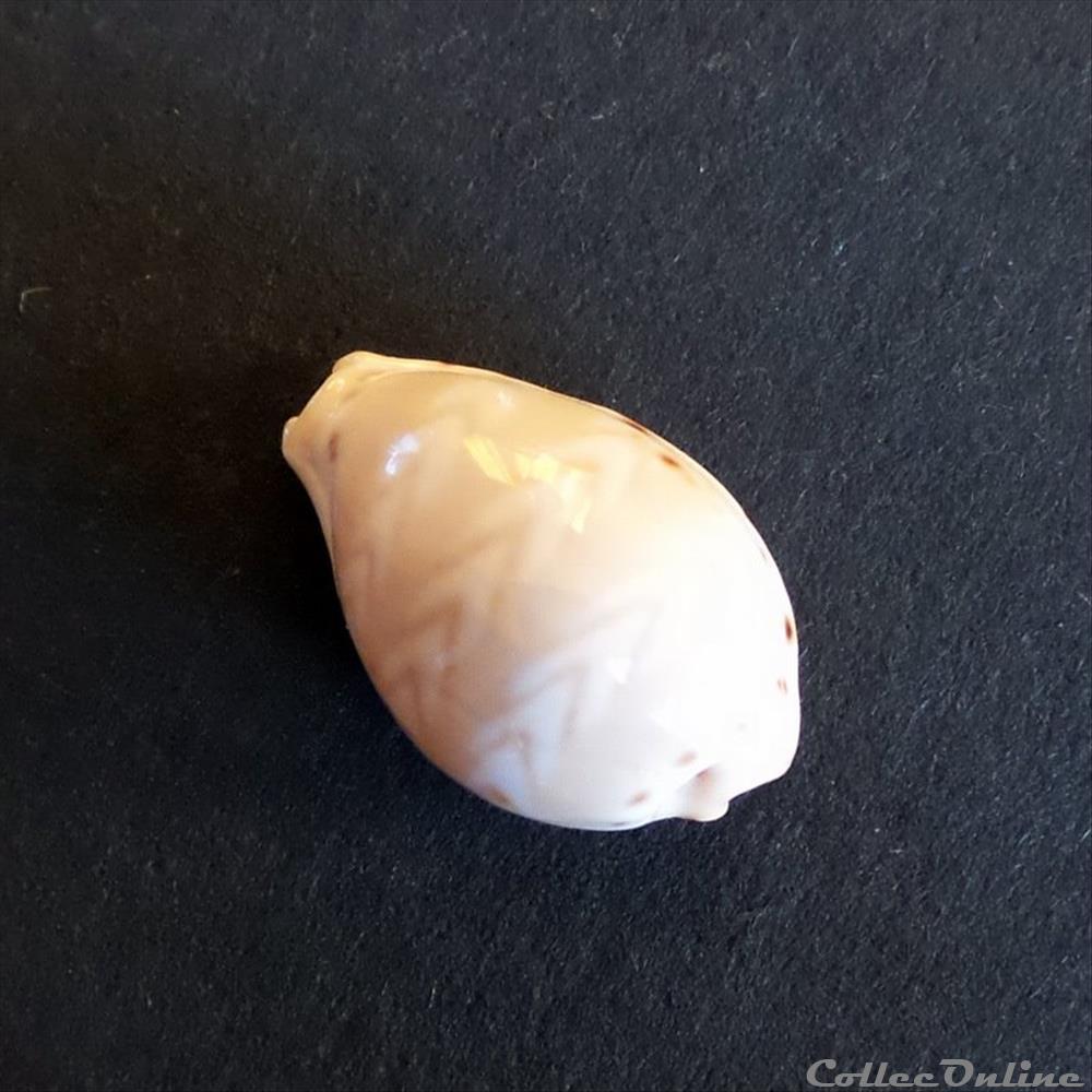 Cypraea PALMADUSTA ZICZAC 4 coquillage fossile gastropodum cypraea palmadusta ziczac