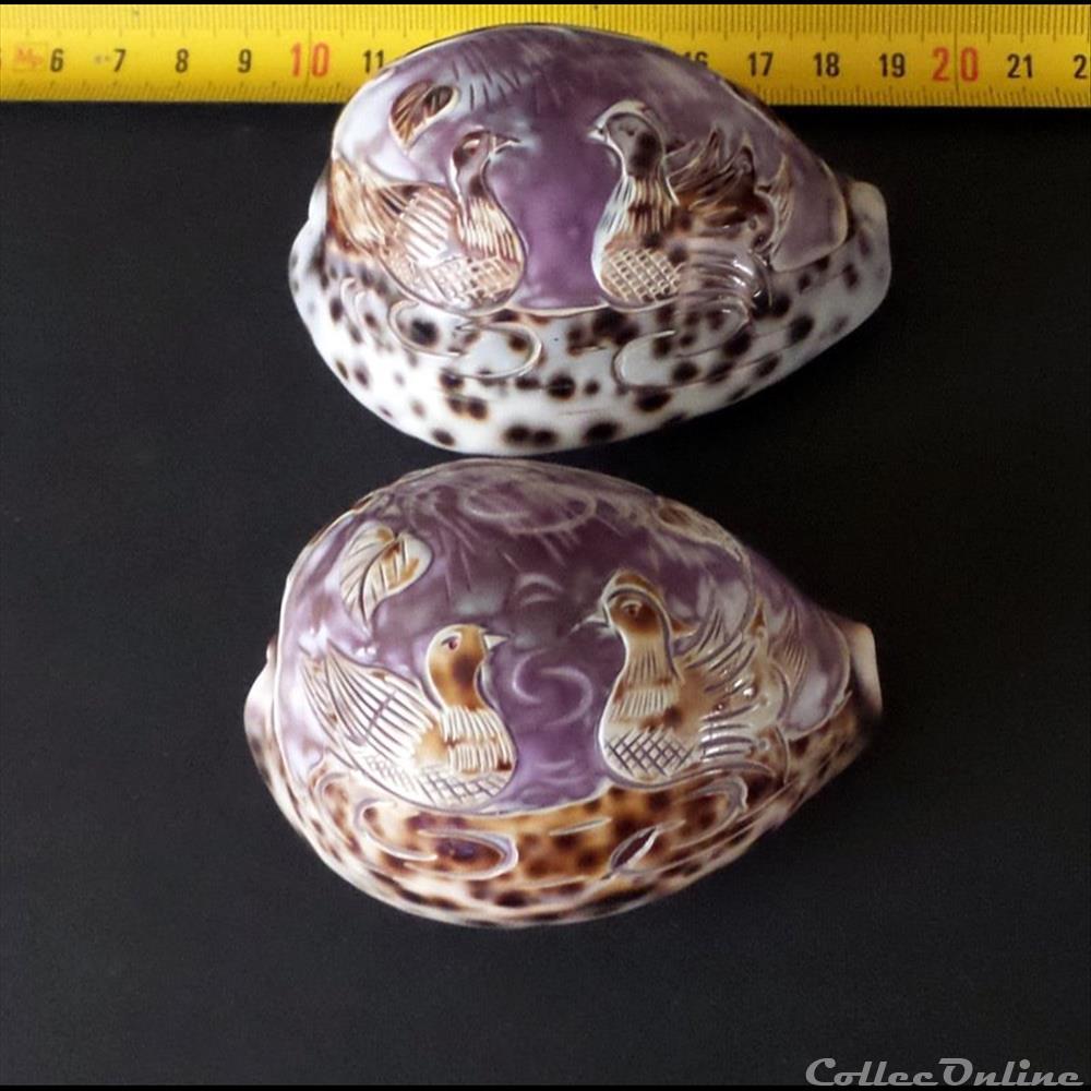 coquillage fossile gastropodum cypraea tigris pour touristes