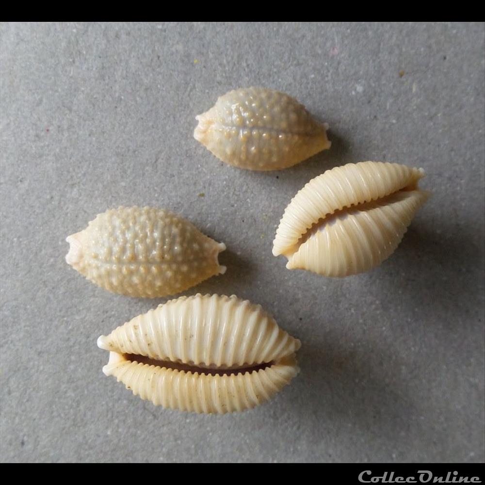 Cypraea Nucleolaria nucleus nucleus 2 coquillage fossile gastropodum cypraea nucleolaria nucleus nucleus