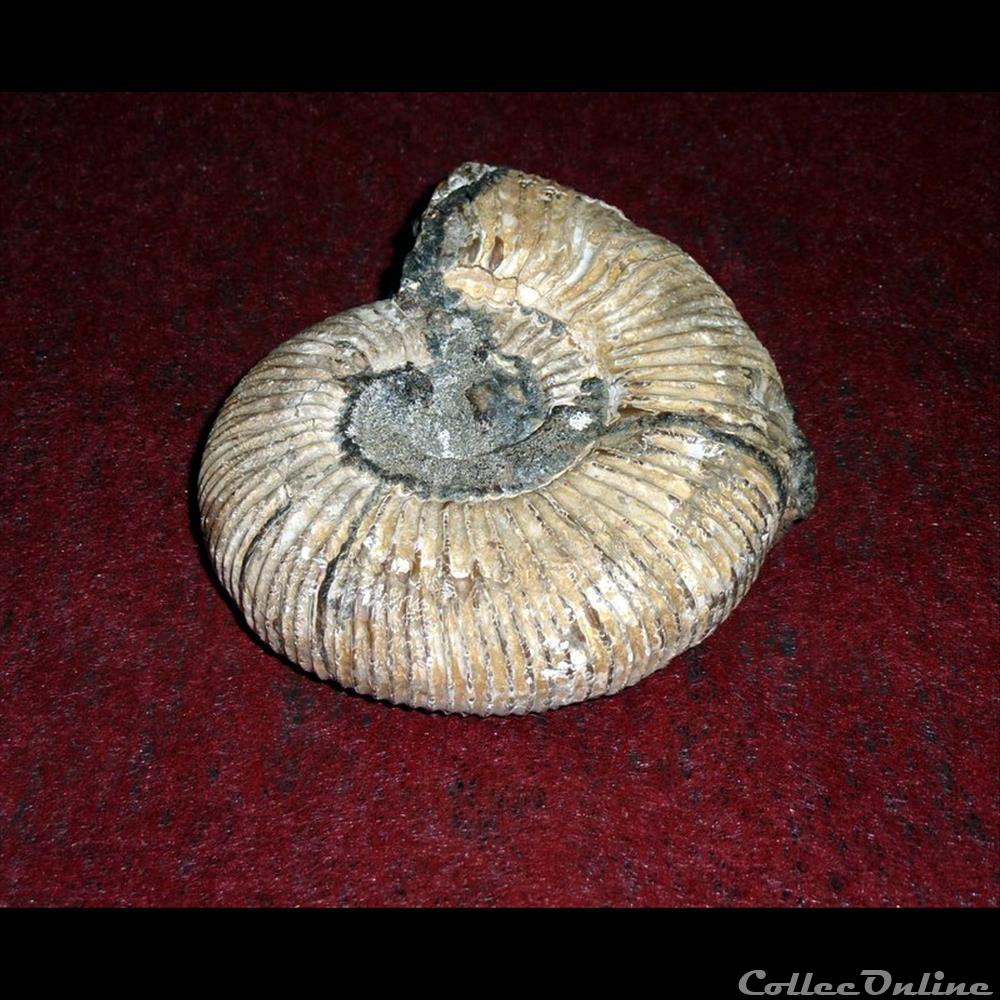 AMMONITE - Pleuroceras spinatum 2 coquillage fossile gastropodum ammonite pleuroceras spinatum
