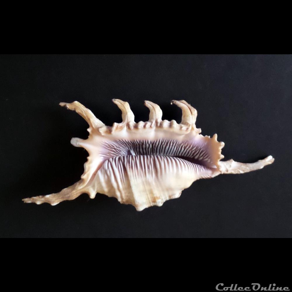 coquillage fossile gastropodum lambis scorpius